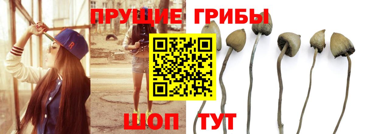 Шатура  Галлюциногенные грибы GOLDEN TEACHER  Вход с VPN 